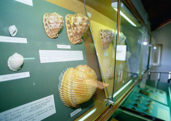 media.museo-delle-conchiglie